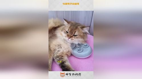 哄走鸭子的猫咪