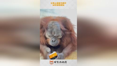 红毛大猩猩喝果汁，动作相当到位！