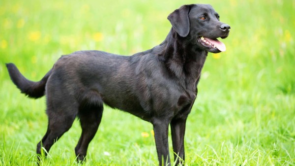 草地上的黑色拉布拉多猎犬。