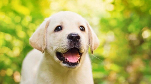 A new born Labrador Retriever.