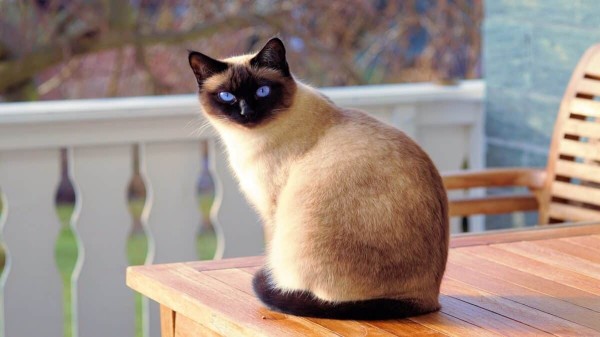 Cat perches on a table.