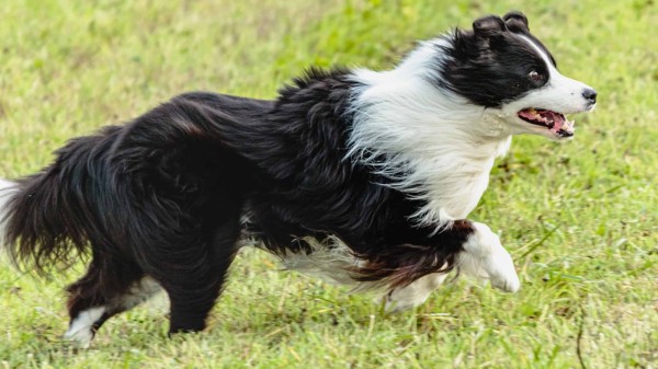 Border collie dog running and chasing coursing lure on green field.