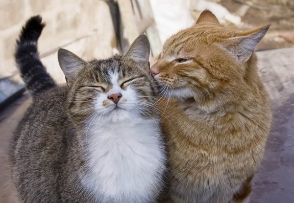 Orange cat sniffing another cat.