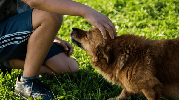 Man petting dog