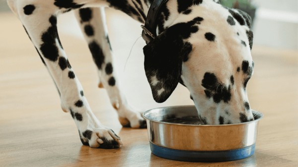 Dog eating from bowl