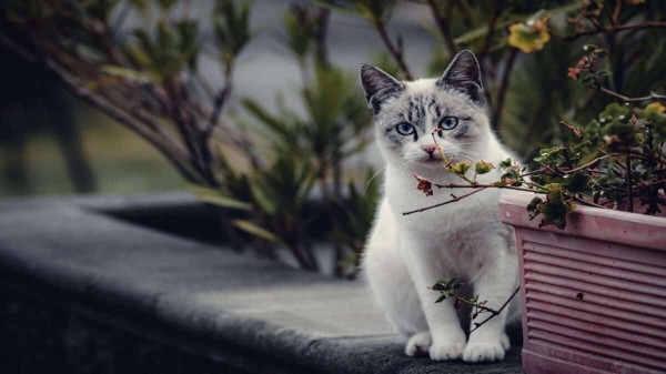 Cat sits on a garden wall.