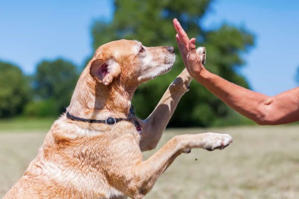 Labrador Retriever makes High Five with a woman's hand