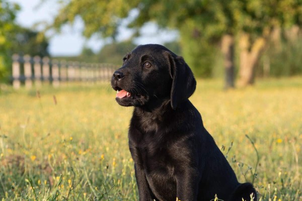 A black Labrador Retriever.