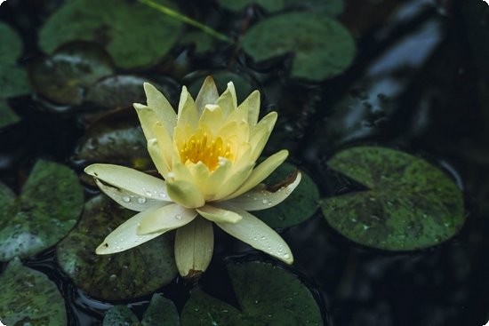 轻松减肥早餐吃甜食让你不发胖