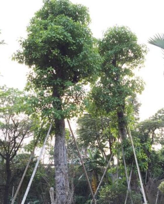 黑龙江佳木斯桦川县花卉种植合作社-公司简介