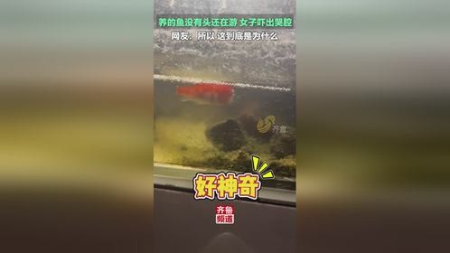 家里无头鱼游动，女子吓出了哭腔