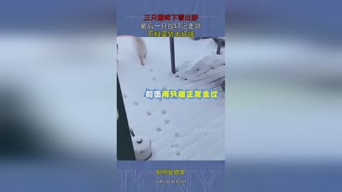 三只猫咪下雪出游，最后一只按印记走路，不料姿势太妖娆！