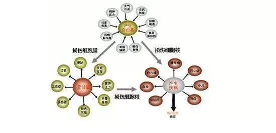 能够逆转糖尿病和抗衰老的FMD饮食疗法，专家教你学会它