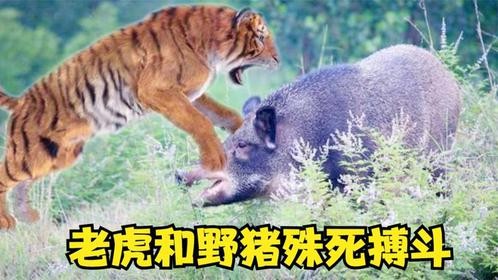 我是一只老虎，我和野猪在激烈搏斗，其它野猪竟然袖手旁观