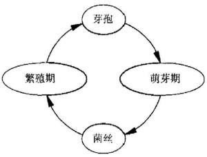 图2 霉菌在建筑环境中的典型生命周期