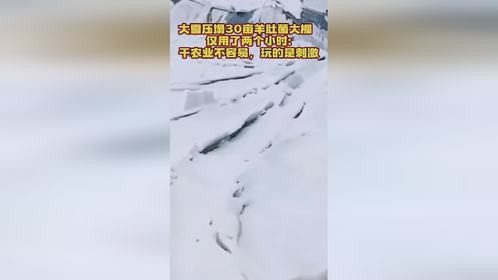 大雪压塌30亩羊肚菌大棚仅用两小时:干农业不容易，玩的是刺激