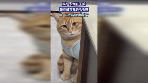 猫：人你在干嘛，是在嫌弃我的毛毛吗，行以后别想抱我了