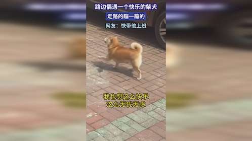 路边偶遇一个快乐的柴犬，走路的蹦一蹦的，网友：快带他上班