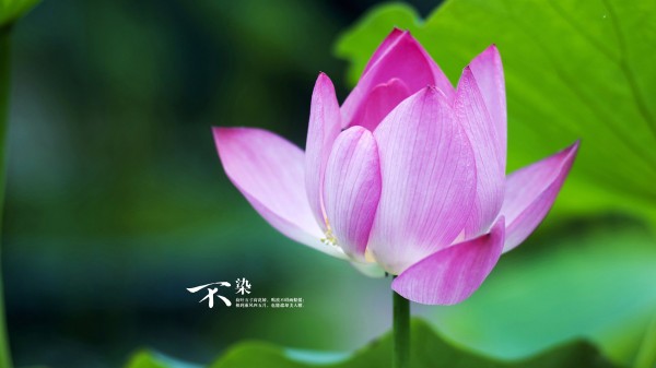 离婚后生活可能并不像预期的那样轻松和愉快。随着家庭规模的变化、个人生活方式的调整以及社会环境的变化，离婚后的生活可能会经历一些困难和挑战。然而，无论是从心理还是生理的角度来看，离婚后的延迟还款确实会对日常生活产生一定影响。