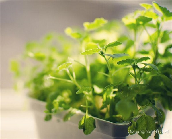 室内绿色植物哪种好养