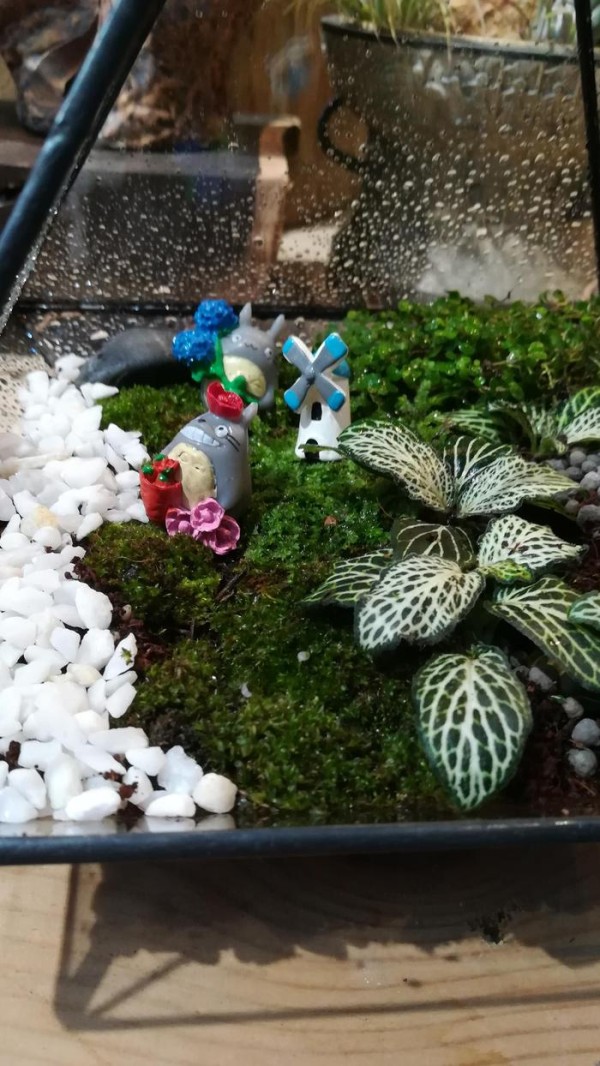 植物微景观DIY打造，看看都有哪些装饰吧
