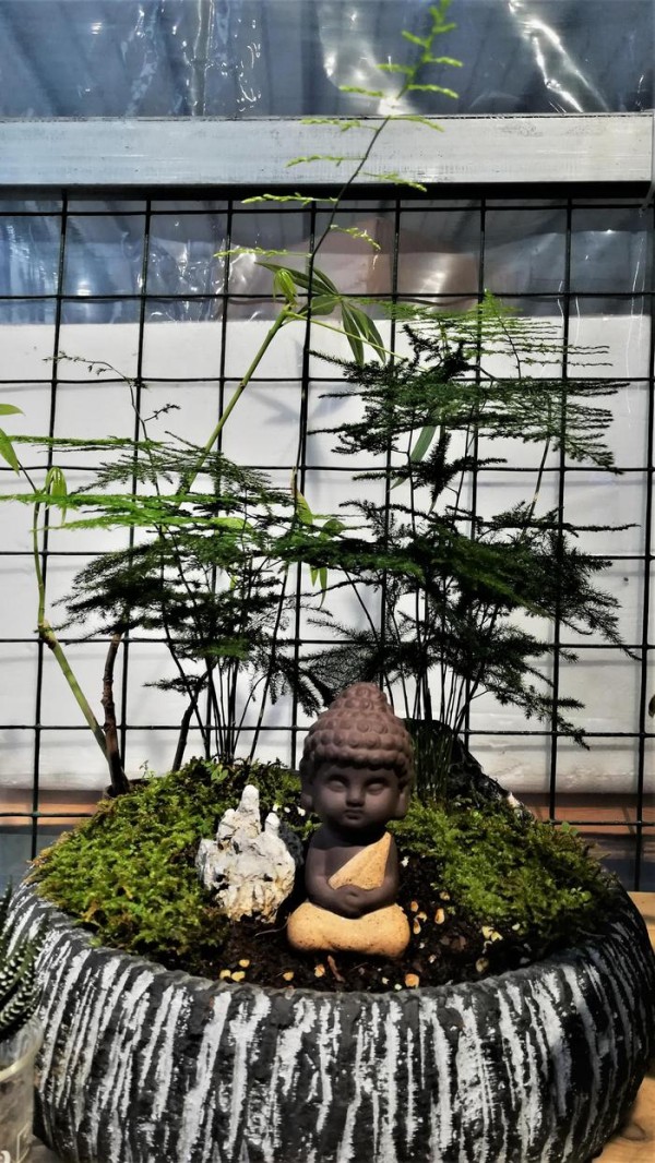 植物微景观DIY打造，看看都有哪些装饰吧