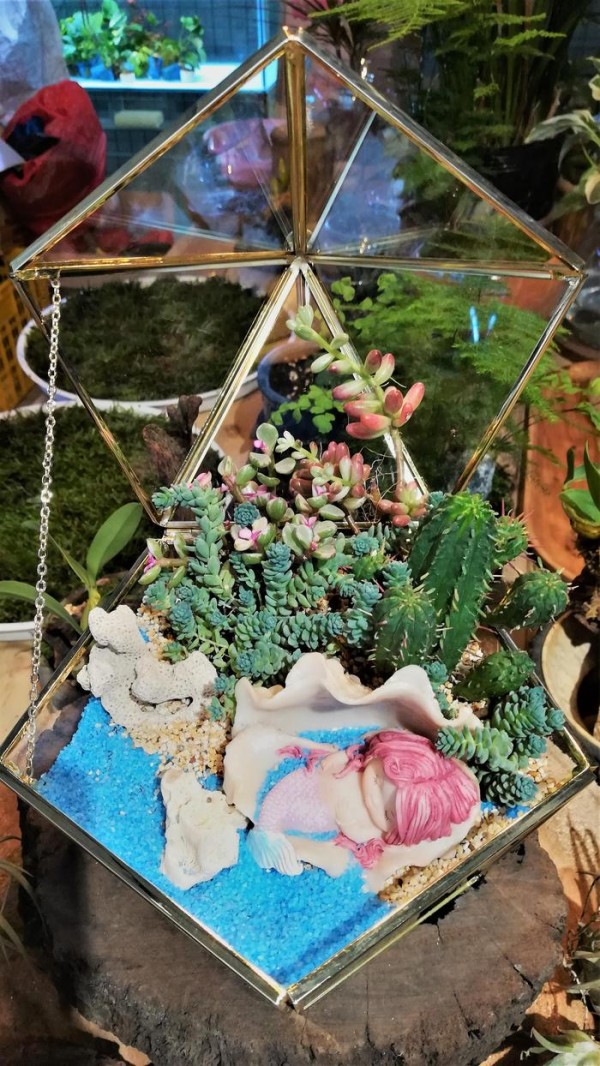 植物微景观DIY打造，看看都有哪些装饰吧