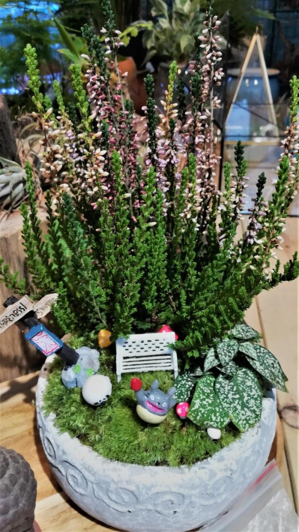 植物微景观DIY打造，看看都有哪些装饰吧
