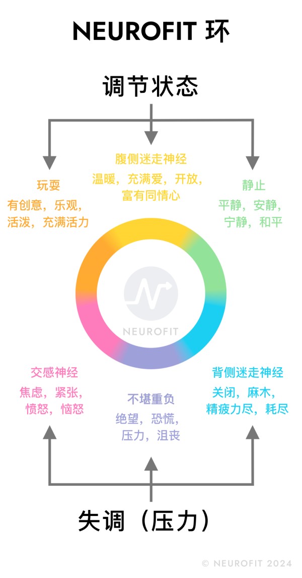 NEUROFIT 环——一个彩色环,展示了神经系统的六种可能状态(腹侧迷走、静止、背侧迷走、过载、交感、玩乐),以及各状态之间的转变。