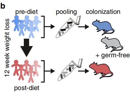 科学家发现极低卡路里饮食能减肥，吃得太少或会“产毒”，