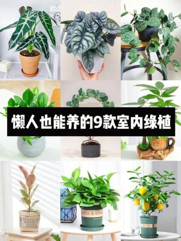 室内绿植养护标准、十大最旺家庭的绿植