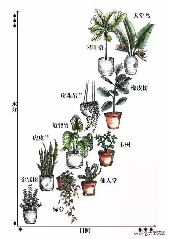 室内绿植养护，你需要先学习这些