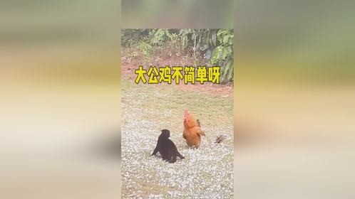 这大公鸡真不简单呀