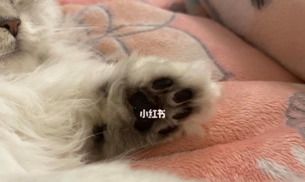 小猫指甲拔掉可行吗（宠物护理常识分享）