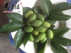 青橄榄泡茶 可以减肥又降脂