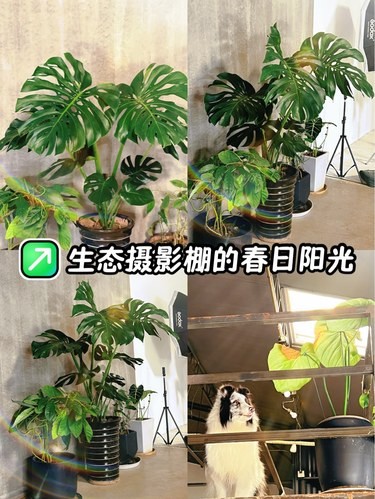生态摄影棚的春日阳光 绿叶在散射光里翩翩起舞