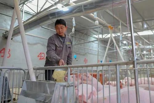 饲养员正在给猪喂食 谭启云 摄