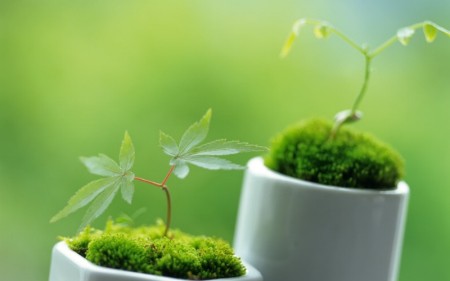 　　二、种植物