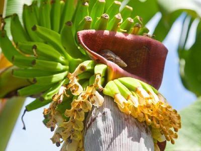 干苦瓜减肥效果怎么样？干苦瓜减肥的正确方法