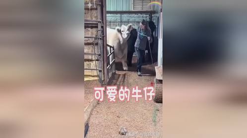 这牛怎么熊里熊气的呀？