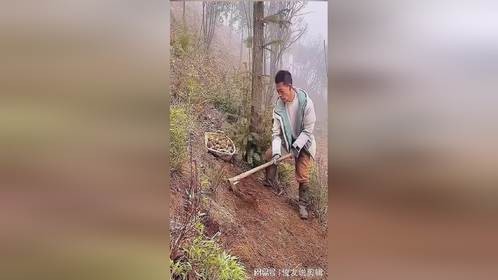 小伙野外挖野菜！