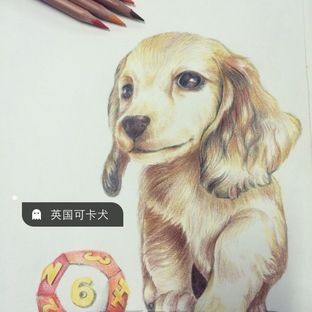 「彩铅手绘」小小萌萌的可卡犬~