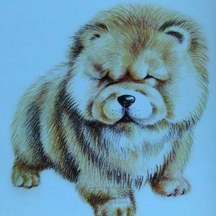 胖胖的松狮犬。。。