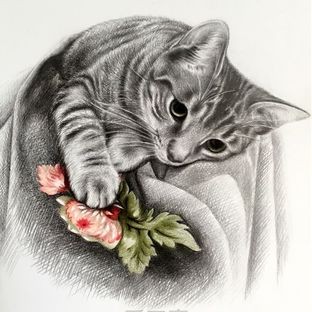 素描,彩铅《一只猫》