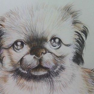 【Cinne手绘教程】彩铅绘狗狗(京叭犬)绘画教程