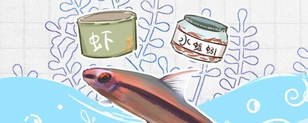 一眉道人鱼食物搭配技巧（一眉道人鱼混养注意事项）