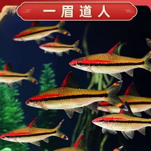一眉道人鱼食物搭配技巧（一眉道人鱼混养注意事项）
