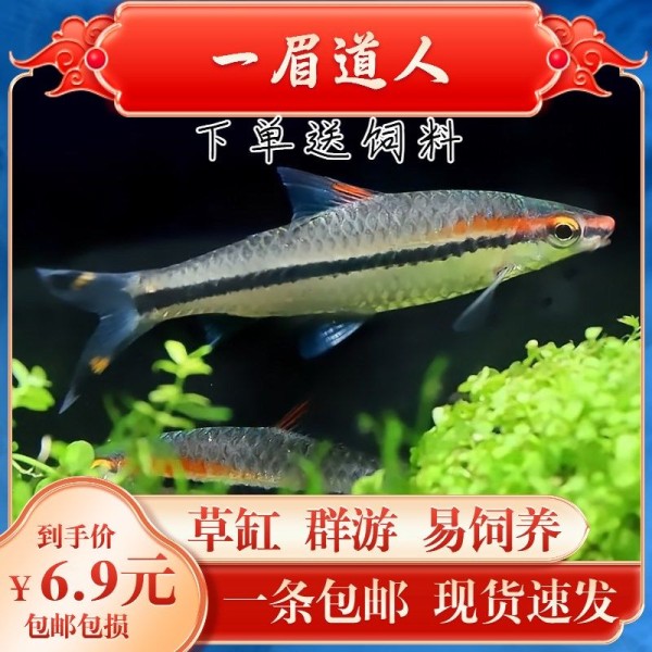 一眉道人鱼食物搭配技巧（一眉道人鱼混养注意事项）