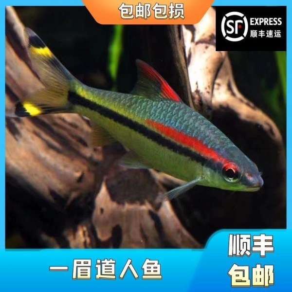 一眉道人鱼食物搭配技巧（一眉道人鱼混养注意事项）