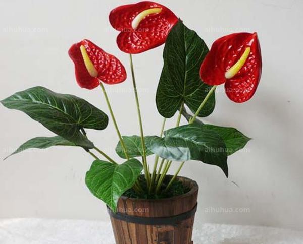 节日花卉